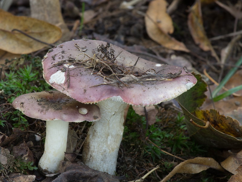 Russula krombholzii